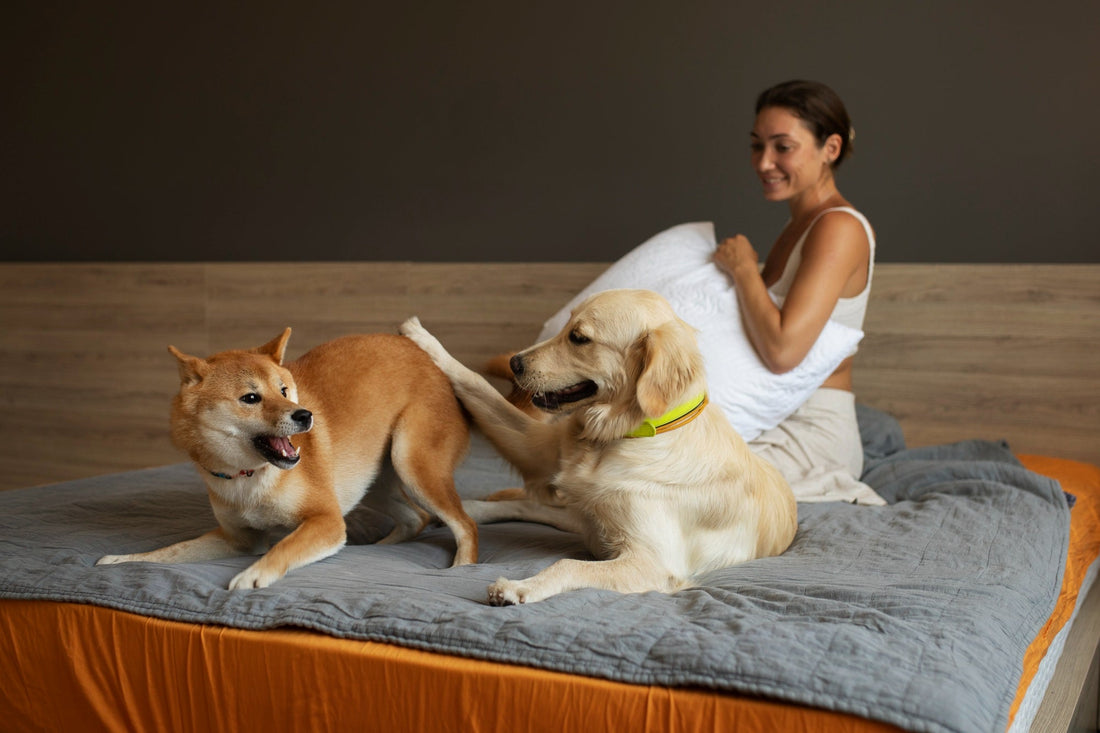 How to Choose the Perfect Bed for Your Pet